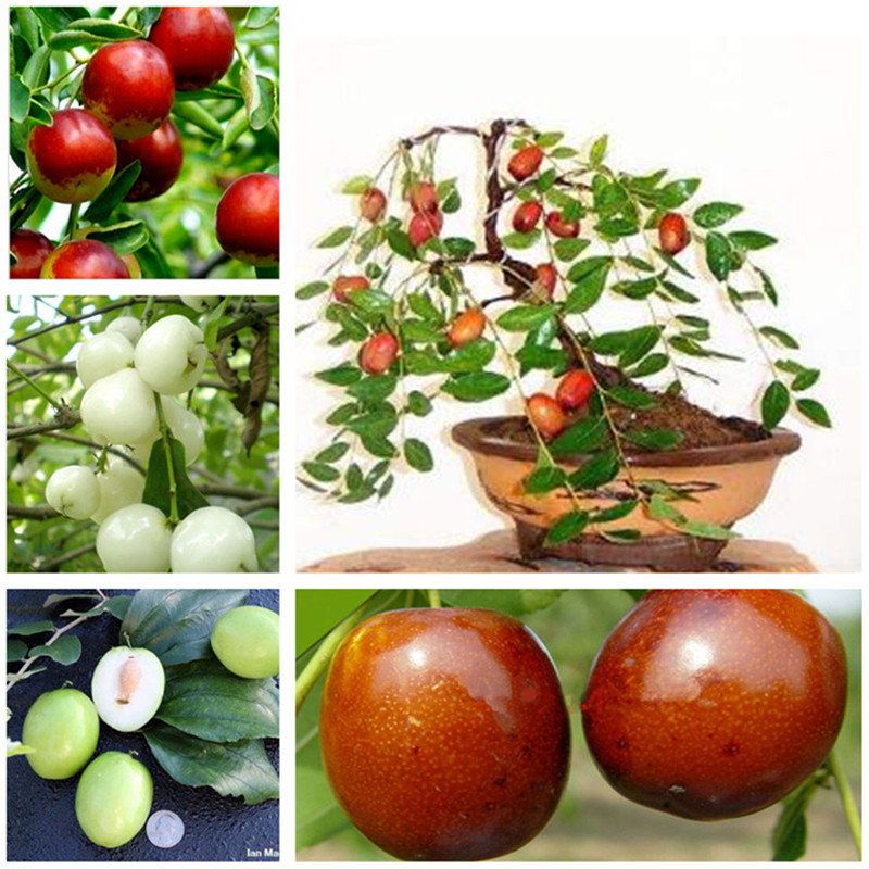 

Hot Selling 10 Red Jujube Seeds Delicious Nutrition Fruit Seeds Rare Exotic Bonsai Potted Gift Plant Decoration Home & Garden