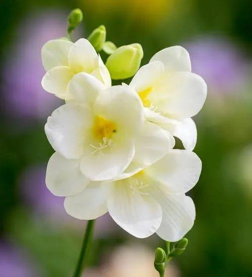 

1000 Pcs seeds Garden Supplies Color Mixing Freesia bonsai Seeds Indoor Potted Flowers Orchids, Tropical Flower Potted Plants Natural Growth for Home Garden