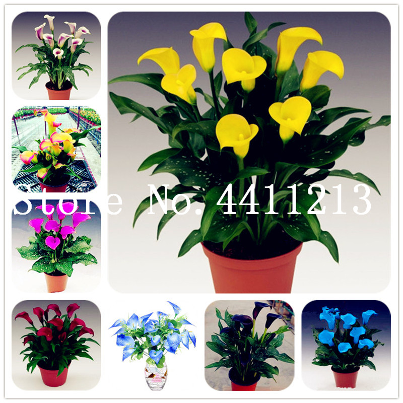 

200 Pcs Calla Lily Bonsai plant seeds,Rare Plants Flowers,Room Flowers Rhizome Zantedeschia Aethiopica, Bonsai Houseplants Home Garden Palnt