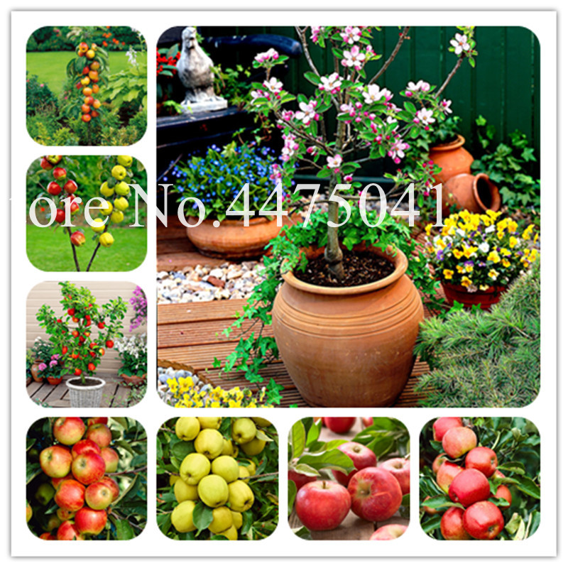 Nouveau 100pcs GRAINES SEULEMENT sac de patate douce flores l/égumes frais fruit et fournitures de jardin potager bonsa/ï pour jardin maison rouge