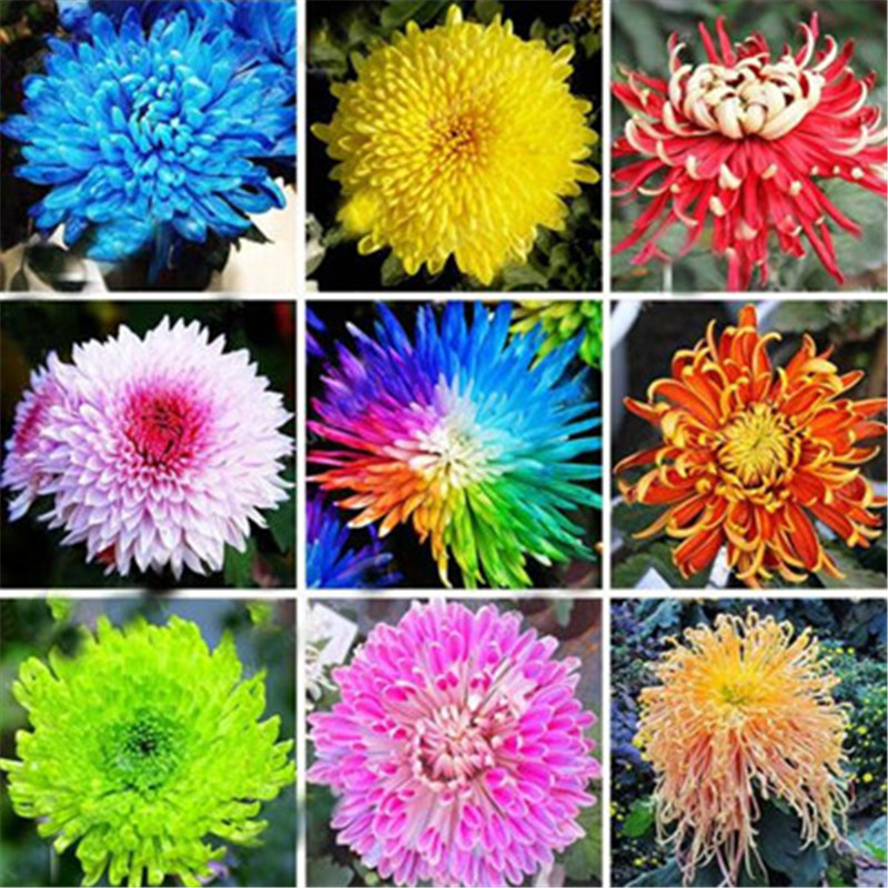 

Garden Decorations 200 pcs/ bag Seeds 24 colors Bonsai Chrysanthemum Plant, Morifolium Planta, Gardening Beautiful Flower Pot Plants