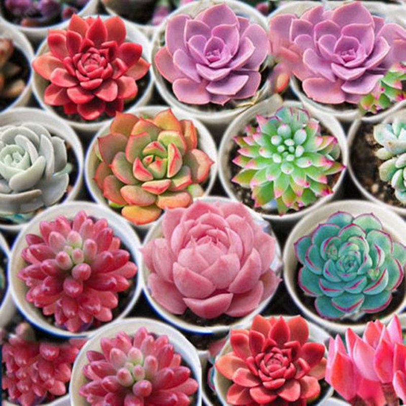 

100 pcs Succulent seeds Fast Growing Planting Season Organic Non-GMO Delicious Tasty Decorative Landscaping Aerobic Potted Radiation Protection Purify The Air