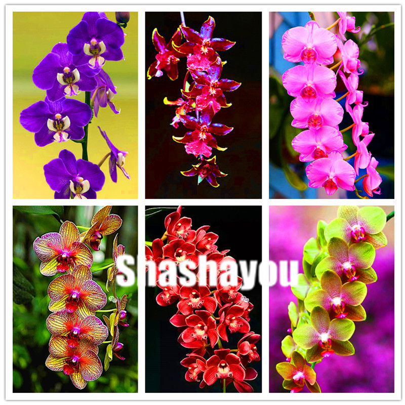 

200 Pcs/Bag Seeds Cymbidium Bonsai Orchid Cymbidium Plant Bonsai Flower Bonsai Natural Growth DIY Plant For Home Garden Purify the Air