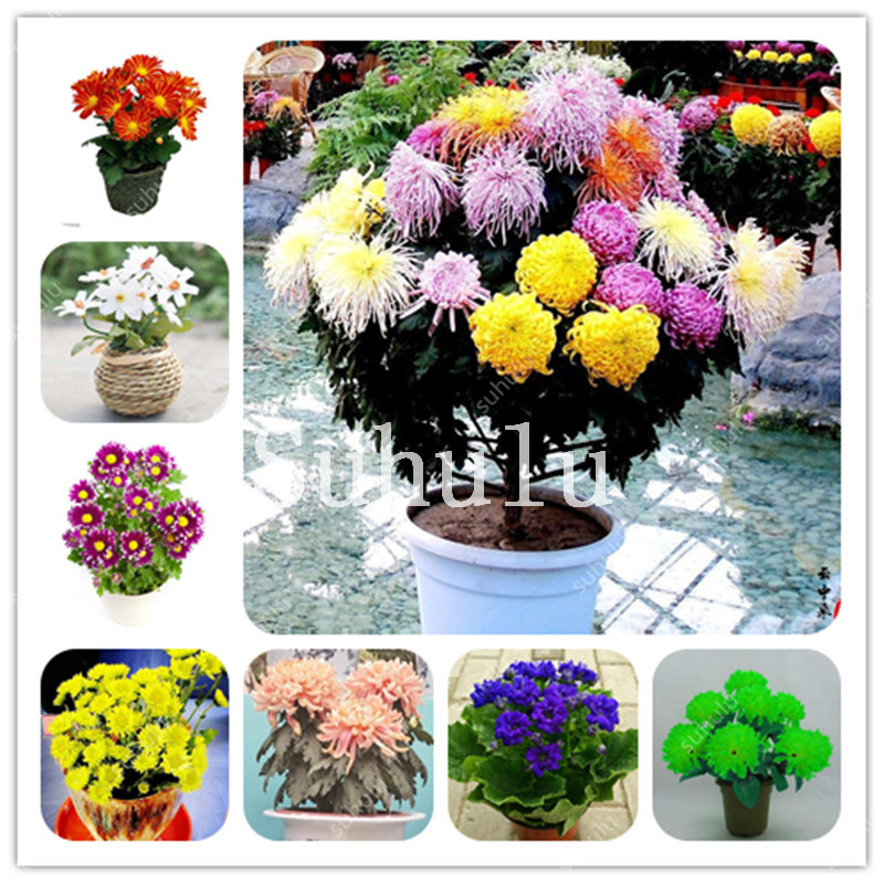 

500 pcs/Bag Rainbow Daisy Flores seeds, Exotic Perennial Chrysanthemum Plantas,Bonsai Flower ,Beautiful Potted Plants For Home Garden