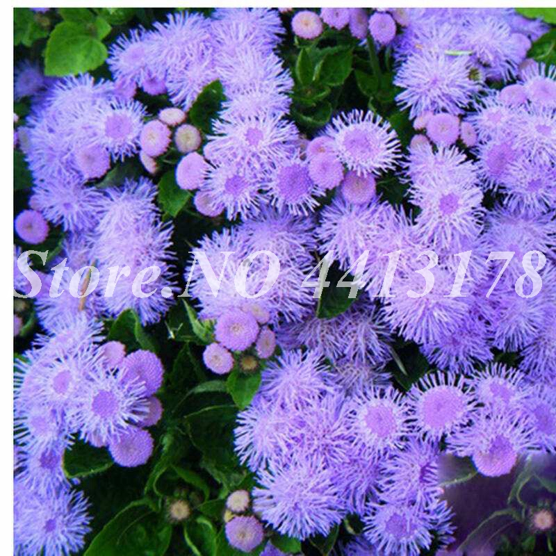 

200 pcs seeds Agastache Anise Hyssop Garden Decor Flower Pot Planters Purify The Air Absorb Harmful Gases The Germination Rate 95% Decorativ