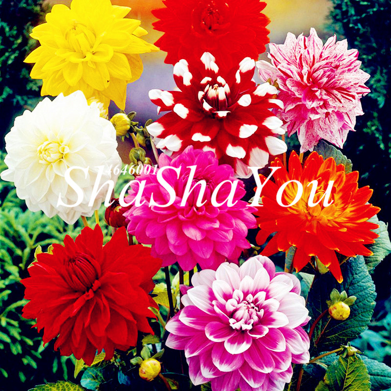 

200 pcs Seeds Dahlia plant (Not Dahlia Bulbs)Bonsai Flower Bonsai Gorgeous Flower Balcony Potted Plant For Home Garden Purify The Air