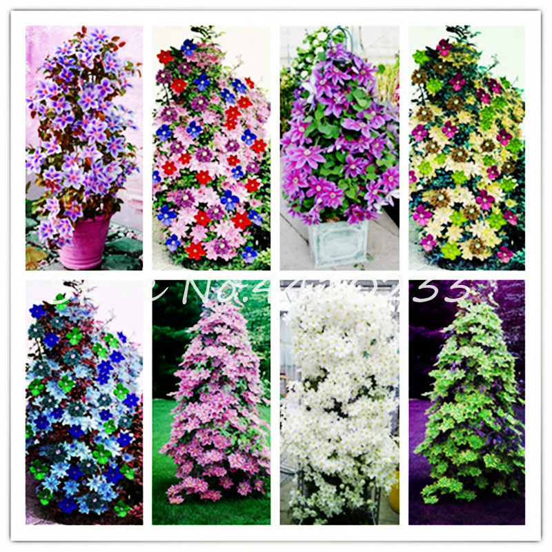 

Bonsai 200 Pcs Seeds Colorful Clematis Bonsai Flower Climbing Clematis Vines Flower Outdoor Climbing Clematis Plants For Home Grden