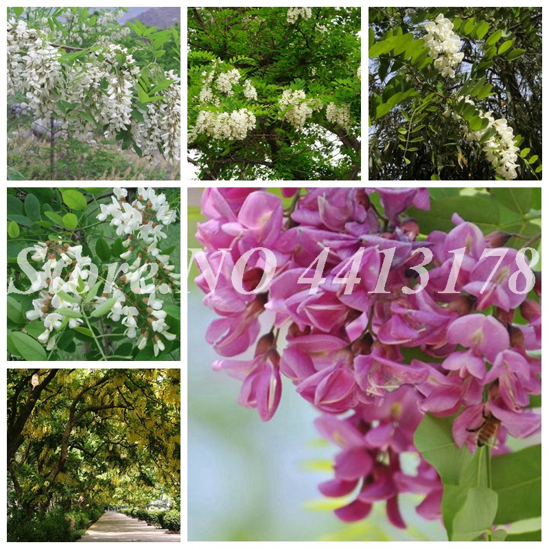 

500 pcs/ bag Exotic Bonsai plant seeds Potted Robinia Pseudoacacia Plant Outdoor Blooming Blooming Locust Flower Tree for Home Garden Decor