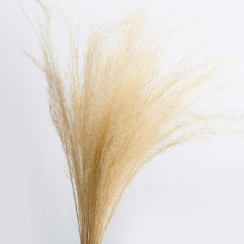 

50 Stems Dry Flowers Small Pampas Grass Phragmites Communis Dried Flowers Bouquet for Wedding KSI999, Green