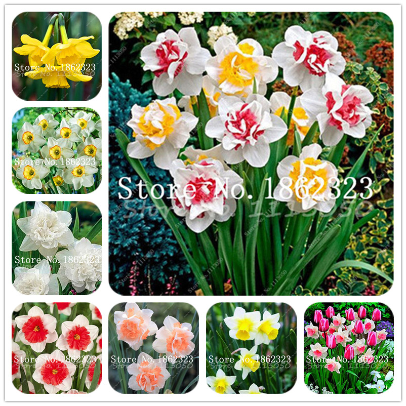 

100 Pcs Narcissus Flower Bonsai, Daffodil Flower, Bonsai Plants Double Petals Absorption Radiation Potted DIY Home Garden Plant seeds