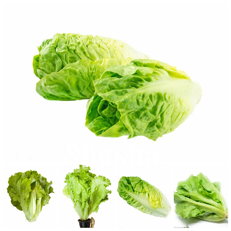 

500 Pcs Seeds Bonsai Lettuce Good Taste Easy To Grow Great Salad Dhoice DIY Home Garden Plant Vegetables Rich Vitamins Chinese Leaves