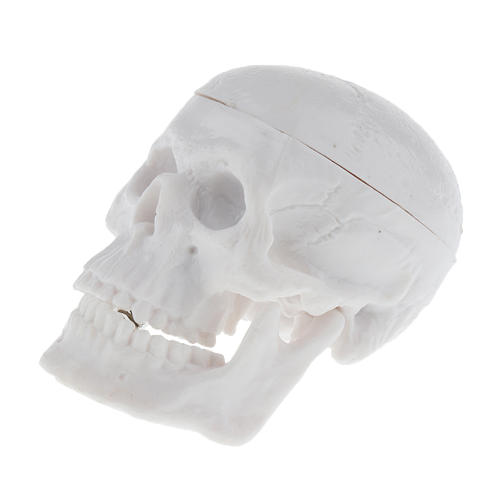 Os Squelette Modèle humain Crâne corps plein Figure Jouet Halloween Mini mobile M