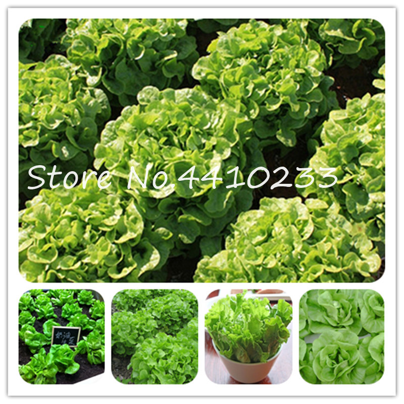 

Promotion! 200 Pcs Lettuce Bonsai plant seeds Mini Garden Organic Delicious Non-GMO Vegetable Sementes Diy Outdoor Plants Very Easy Grow