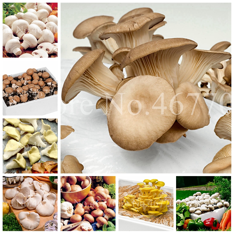 

Sale! 200 Pcs Seeds Delicious White Mushroom Bonsai, Green Vegetables Organic Funny Succulent Happy Farm Plant Easy To Grow For Home