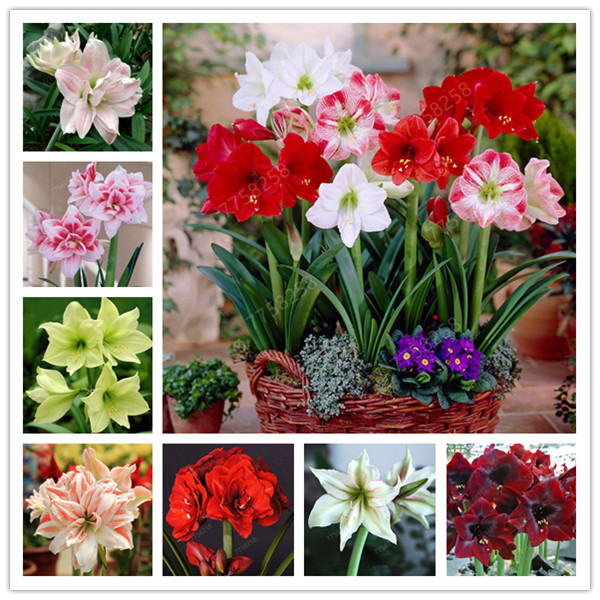

2 pcs Seeds True Color Mix Hippeastrum Rutilum (Bonsai) Amaryllis Flowers Symbolizes Love Flower Plant Home Garden Decoration