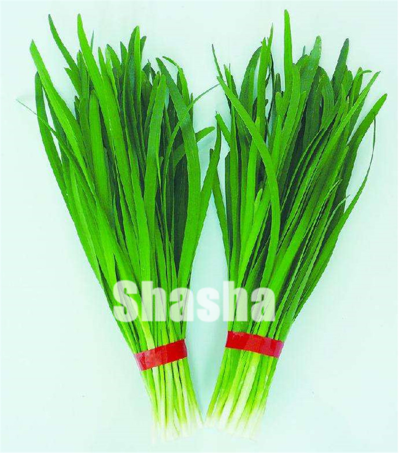 

Chinese Chive Bonsai Garden Potted Leek Plants Bonsai For Home Garden Easy To Grow Vegetables Four Seasons Planting 400 Pcs/bag Seeds
