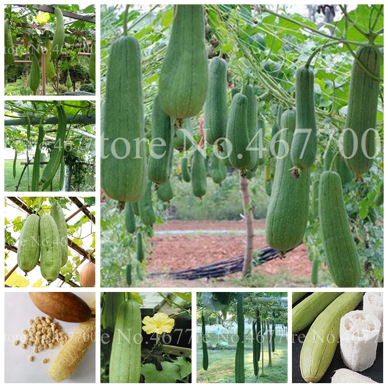 

Garden Supplies 20 pcs/ bag Seeds Rare Tasty Loofah Delicious Organic Bonsai Outdoor Perennial Sponge Gourd Potted Vegetable Plant for Garden Decor