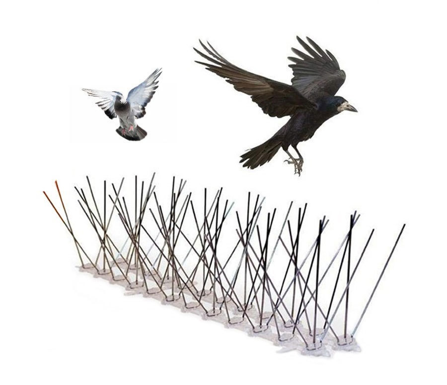 Güvercin Çizimi 29 Ekim