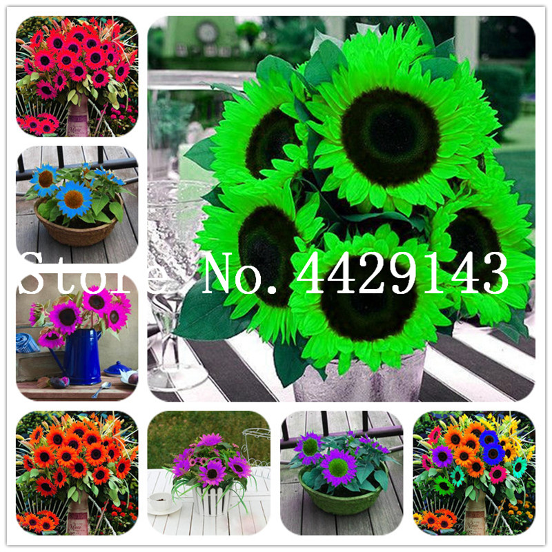 

100 Pcs Seeds Mini Sunflower Bonsai Flower, Rare Color Sunflower Flower, Indoor Bonsai Flower Plant for Home Garden Ornamental Plants