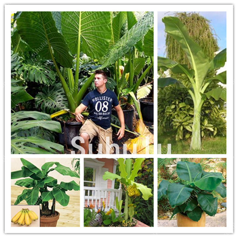 

100 Pcs Seeds Dwarf Mini Banana Bonsai Tree Tropical Sweet Nutritious Food Fruit Balcony Flower For Home Plant Germination Rate 95% +