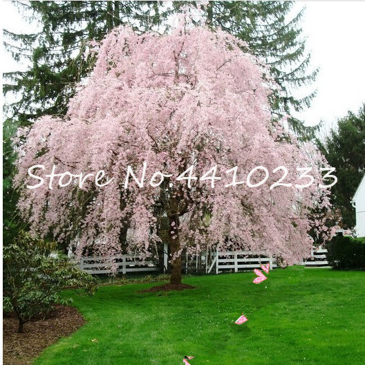 

50 Pcs Seeds Pink Fountain Weeping Cherry Tree Bonsais Plants Diy Home Garden Dwarf Tree Bonsais Perennial Outdoor Flower Free Shippin