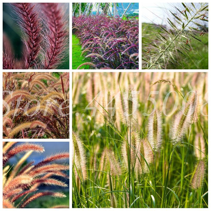 

100 Pcs/ Bag Seeds Imported Pennisetum Alopecuroides Bonsai Ornamental Plant For Home Garden Perennial Potted Panting Easy To Grow