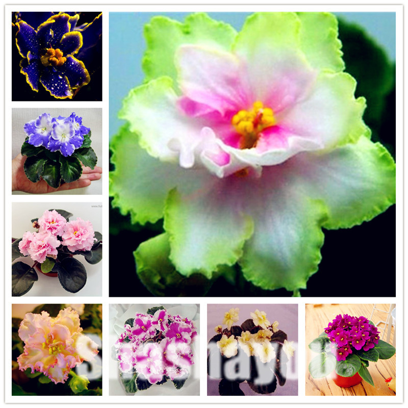 

300 pcs Mini Bonsai Violet plants seeds Rare African Flower For Home Garden Perennial Herb Indoor Plants Flowers Matthiola Incana plant
