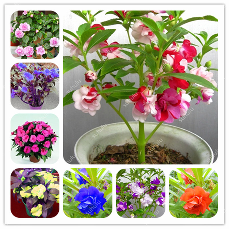 

200Pcs Seeds Garden Balsam Bonsai White Pink Red Purple Impatiens Balsamina Bonsai Flower For Home Plants Toutch-Me-Not Flower