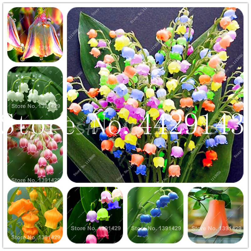 

100 pcs/bag Bell Orchid Bonsai Flower Campanula Flower 20 colors Convallaria plant pot for home garden bonsai plant flower seeds