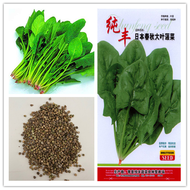 

1 packÂ OriginalÂ package Spinach Potted grass vegetables bonsai plant flower seeds Hardy Perennial Bonsai Plant Hot sale