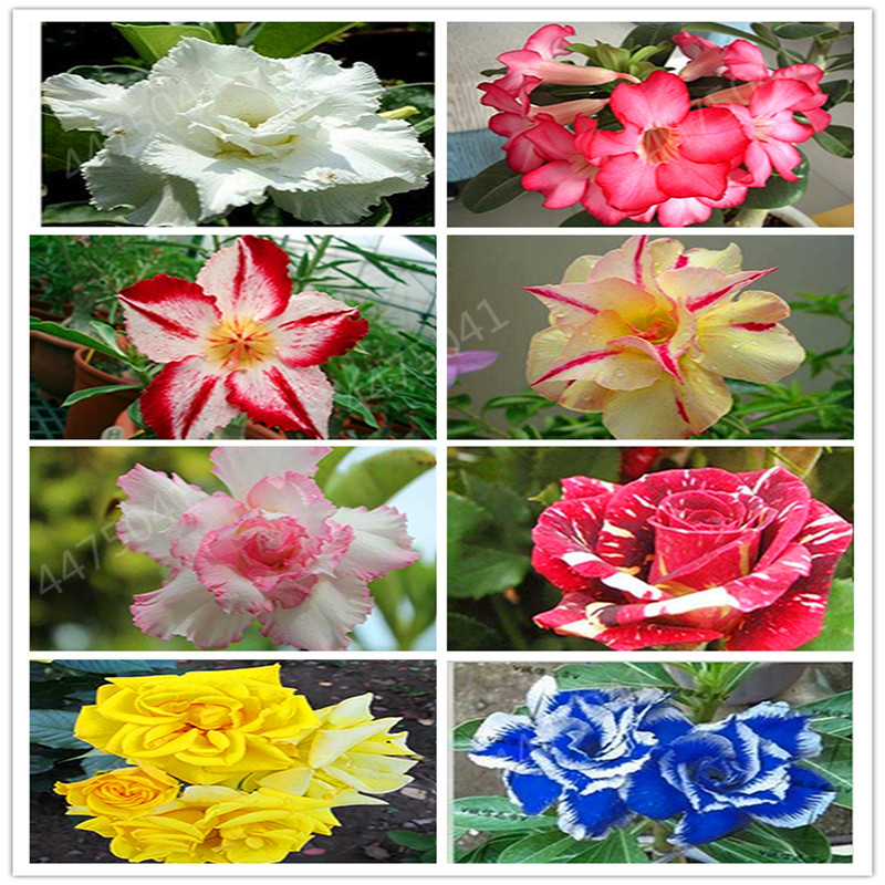 

Bonsai Desert Rose Bonsai Flower Ornamental Plants Balcony Bonsai Potted Flowers Drawf Adenium Obesum seeds Tree -2 Particles