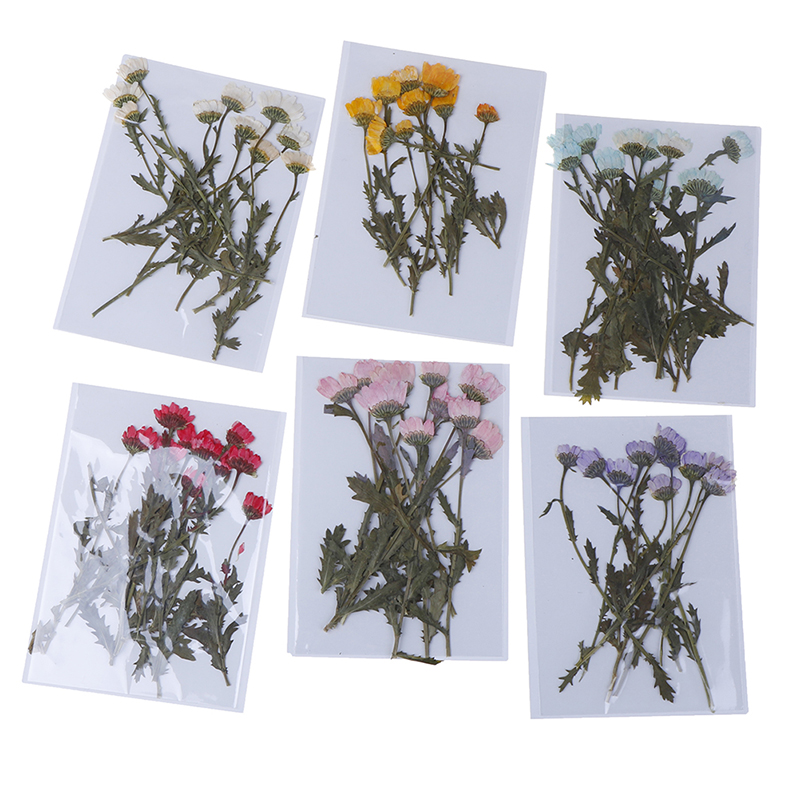 

10pcs/pack Real Pressed Flower Leaves Decorative Dried Flowers for DIY Phone Case Resin Jewelry Decoration Scrapbooking, Green