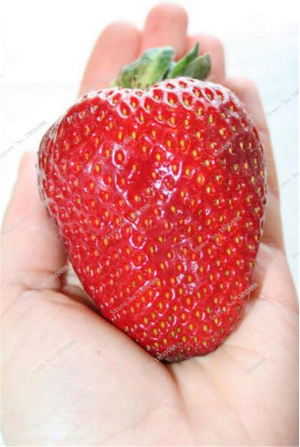 

New Arrival ! 1000 Pieces Gaint Red Strawberry seeds Flores Organic Berry Fruit Plantas Vegetables Non-Gmo Bonsai Pot For Home Garden