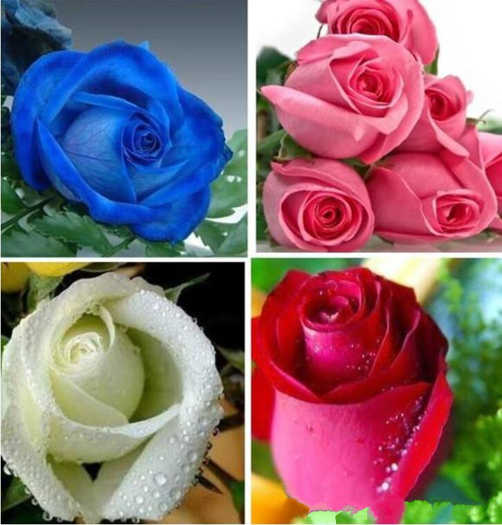 

Colorful Rainbow Mix Color Easy-growing Perennial Flower Seeds Bonsai bloom From Rose Seeds 100 Pieces Potted flower DIY Home Plant/Garden
