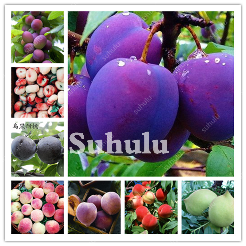 

5 pcs Peach Bonsai seeds Eat Delicious Juicy Meaty Succulent Fruit Dwarf Tree Diy Couryard For Home Garden Pot Plant Semillas Easy Grow