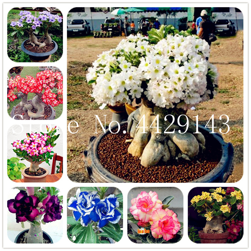 

100% True Desert Rose Bonsai Ornamental Plants Balcony Bonsai Potted Flowers Drawf Adenium Obesum Bonsai -2 Particles/lot Seeds