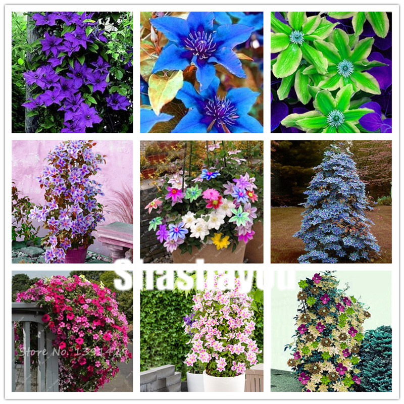 

200 Pcs Seeds Climbing Clematis bonsai Rare Clematis Hybridas Hanging Flowers Potted Balcony Blooming Plants Plants for home garden