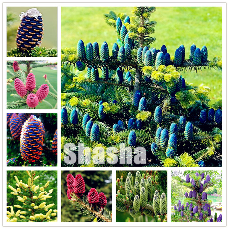 

100 Pcs Korean Fir,Rare Tree bonsai, Abies Koreana tree plant seeds, White