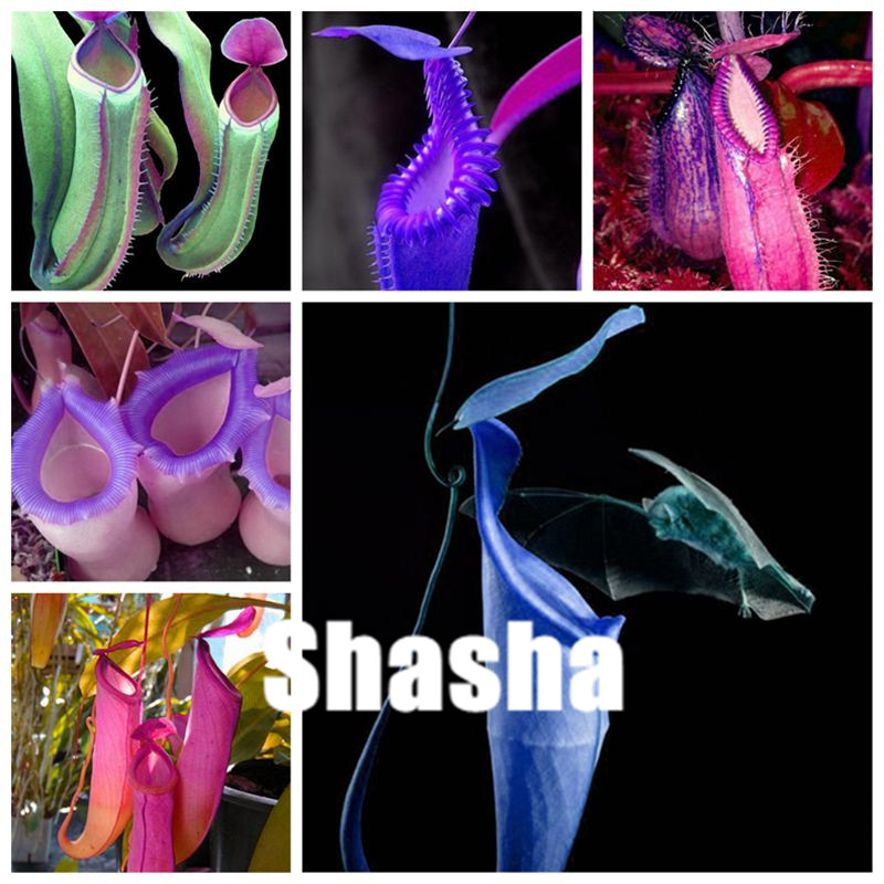 

Bonsai 200 pcs Seeds Nepenthes plants Multiple Varieties Of Hybrid Bonsai Plants Home Garden Flowers And Herbs Carnivorous Plants