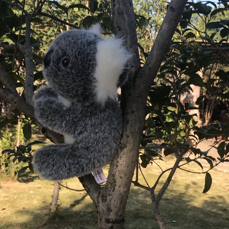 toy koala bears for sale