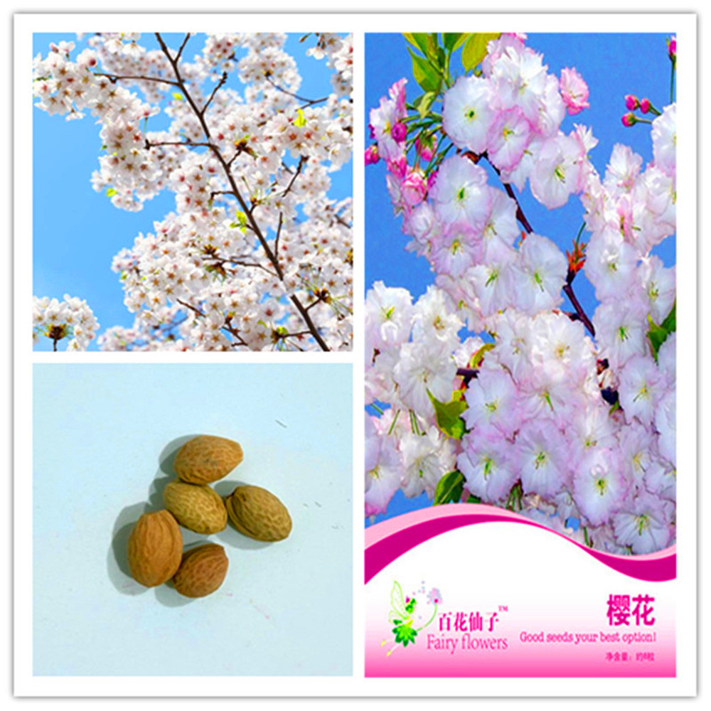 

1 pack Original package Cherry blossoms Potted Flower bonsai plant flower seeds Pink Hardy Perennial Bonsai Plant Hot sale NO85