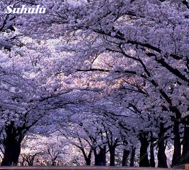 

100 pcs seeds Paulownia Royal Empress Tree for Artificial Flower Planter The Germination Rate 95% Decorative Landscaping Fast Growing Planting Season Showy