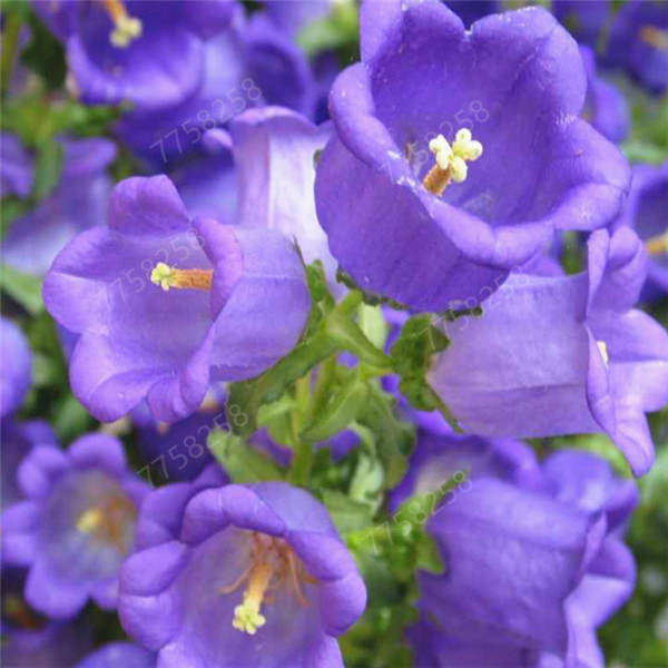 

300 Pcs Bonsai Campanula flower seedling Imported Chile Rosea Bonsai Outdoor & Indoor Chilean Bellflower Garden Seeds Flower Pot plant seeds