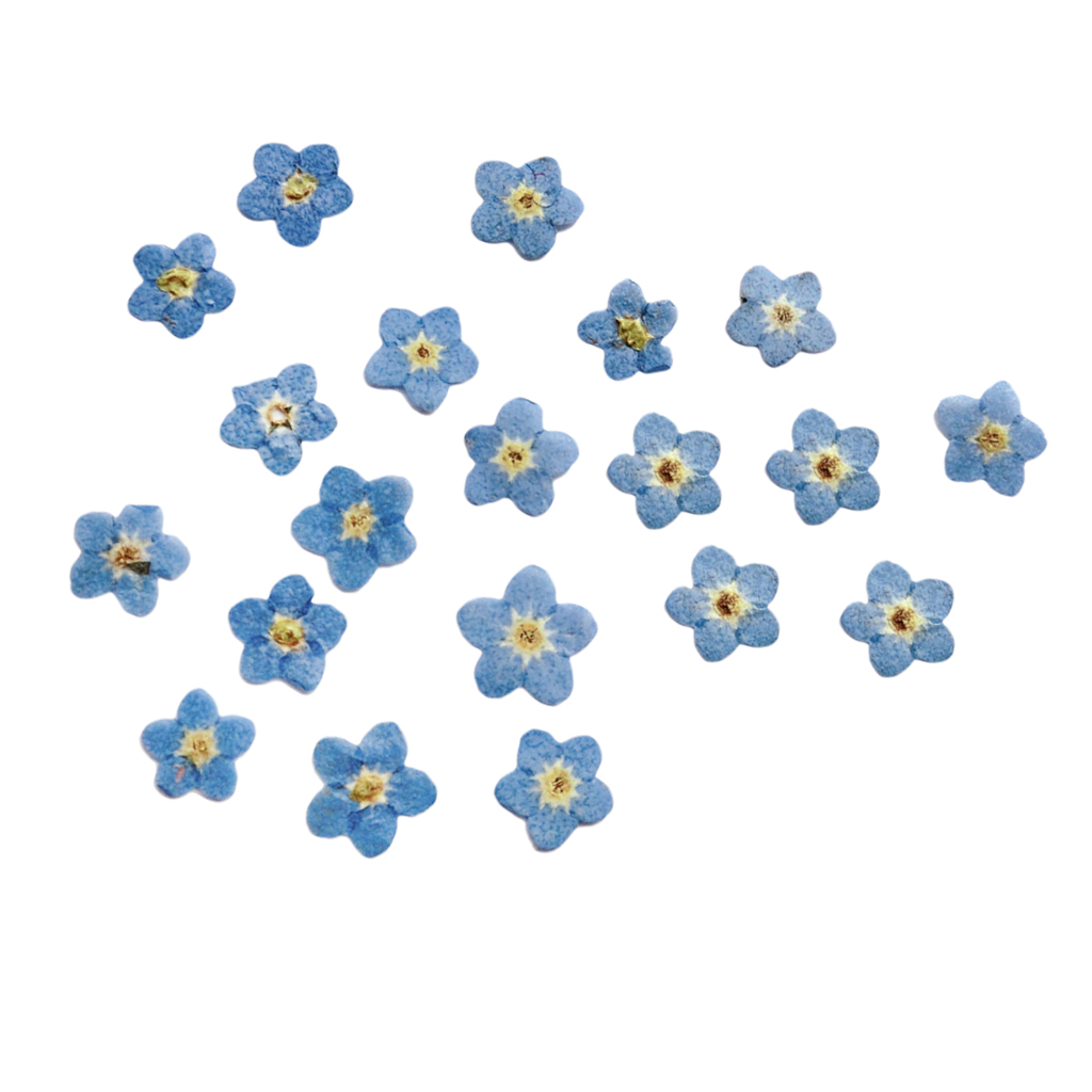 

20Pcs Small Pressed Real Dried Flowers Leaves DIY Jewelry Card, As pic