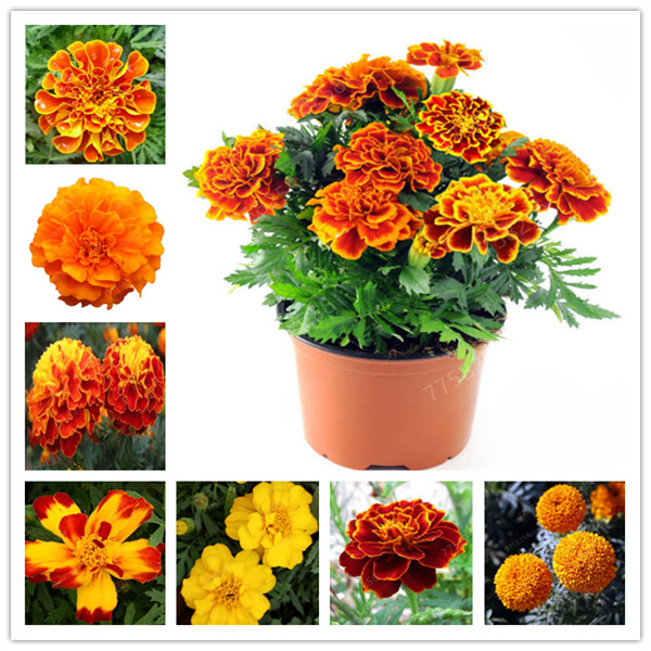 

100 Pcs/bag Hot sale Peacock Grass Indoor Bonsai Chrysanthemums Marigold Tagetes Flower plants for home garden