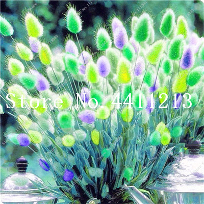 

200 Pcs Rabbit Tails Grass Bonsai plant seeds For Indoor Home Garden Festuca Perennial Hardy Ornamental Plants Easy to Grow Bonsai Sementes