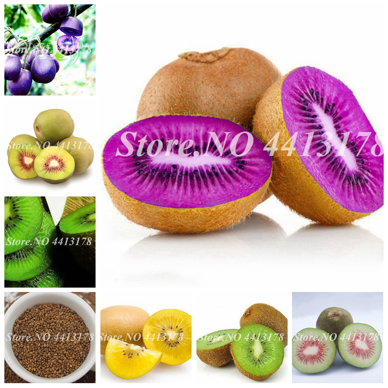 

Big promotion!200 Pcs Mixed Kiwi Seeds Fruit Bonsai Organic Heirloom Thumb Kiwi Vegetable Fruta Planta Rare Potted Plant for Home Garden