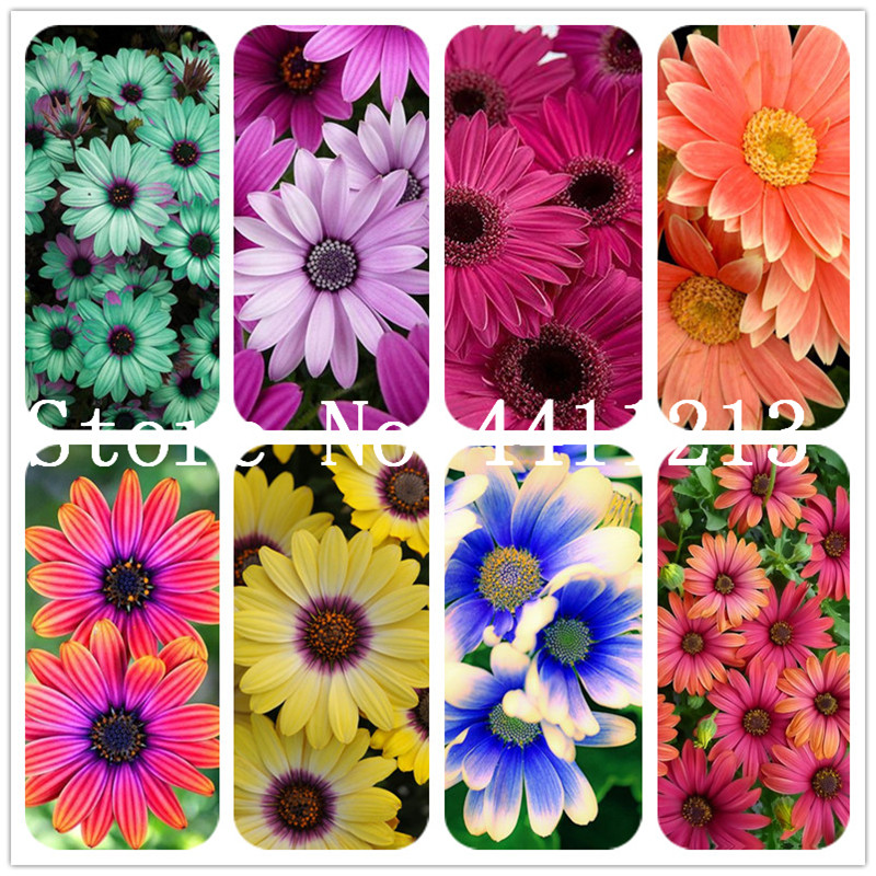 

200 Pcs/bag Tricolor Daisy Flower, Garland Chrysanthemum Flower Bonsai plant seeds For Home Garden Indoor Bonsai, Mixed Colors Potted Plant