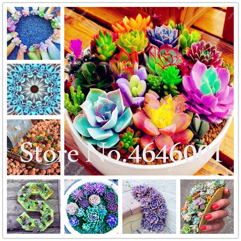 

Bonsai 200 pcs Seeds Exotic rainbow succulents plants Living Stone Bonsai Home Garden Ornament Pot Flower flores Radiation Absorption