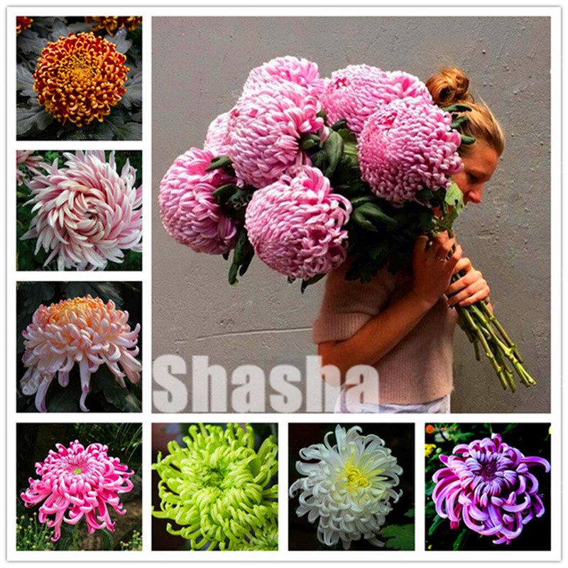 

400 Pcs Seeds Rainbow Chrysanthemum Flower bonsai China Also is Himalayan Orchid Perennial Flower potted plants for Home Garden Decor